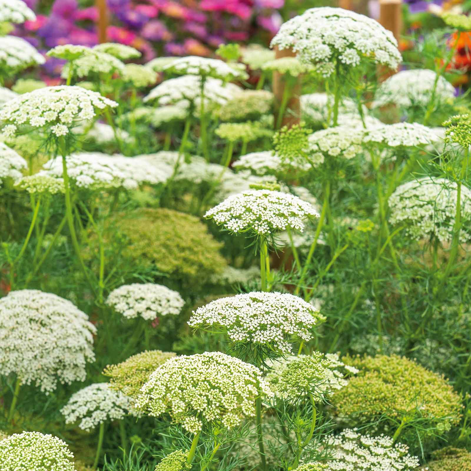 Ornamental White Bishop’s Flower seeds for landscapes