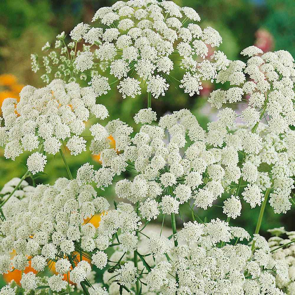 White Bishop’s Flowering seeds for gardens