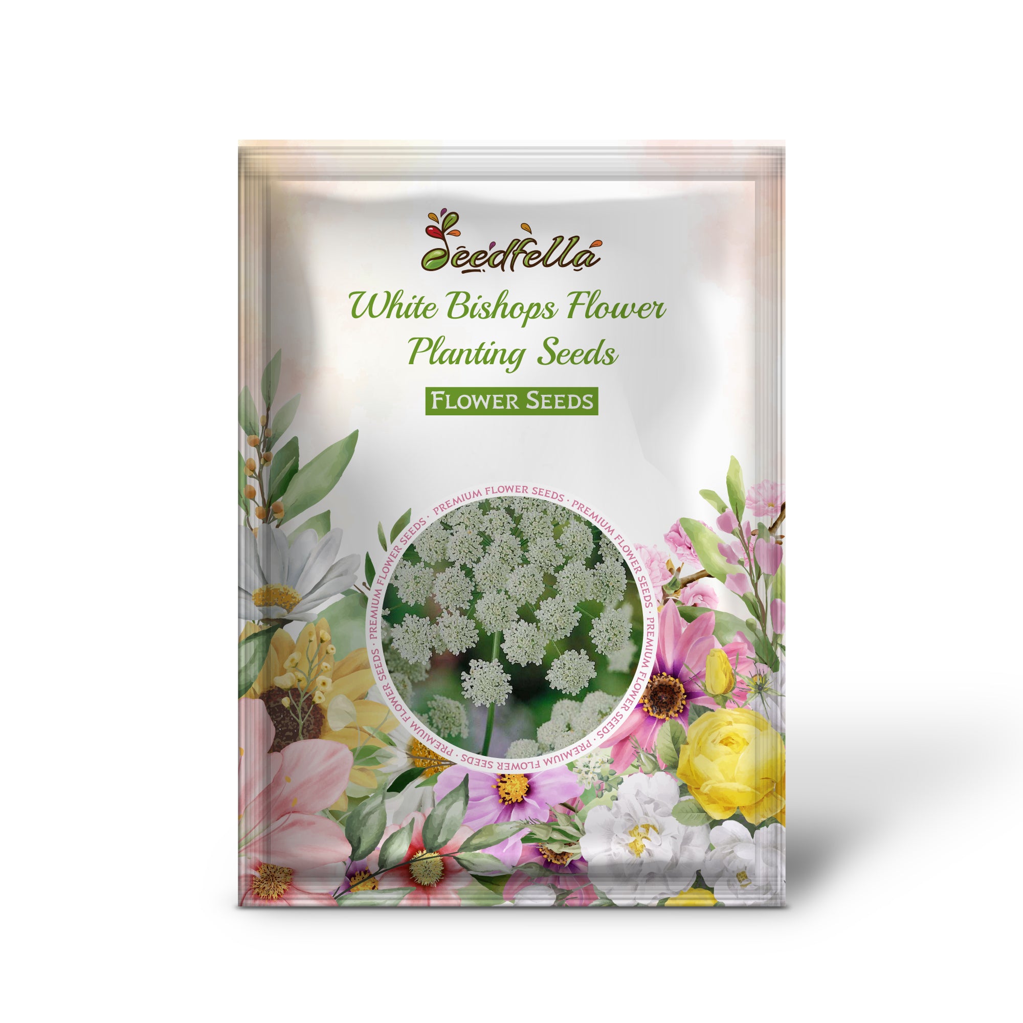 White Bishop’s Flower garden seeds for outdoor planting