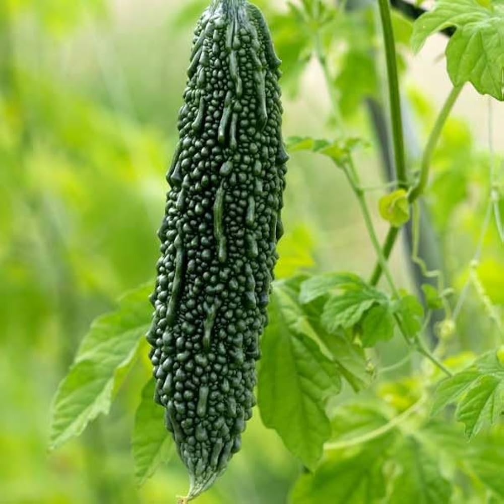 Heirloom Army Green Bittergourd seeds for planting