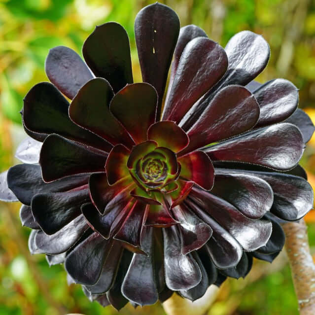 Black Atropurpureum in landscape planting
