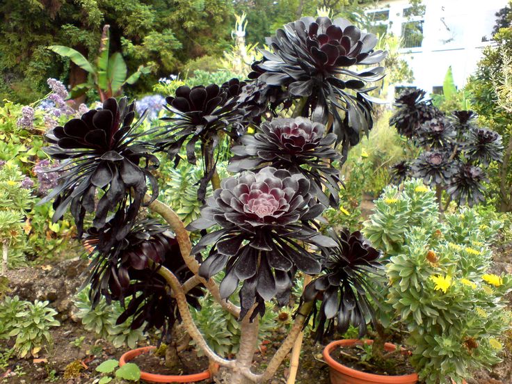 Non GMO Black Atropurpureum flower seeds