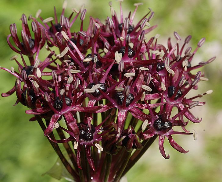 Ornamental Black Atropurpureum plant for gardens