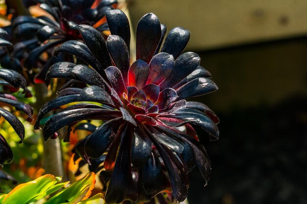 Black Atropurpureum flower seeds for planting