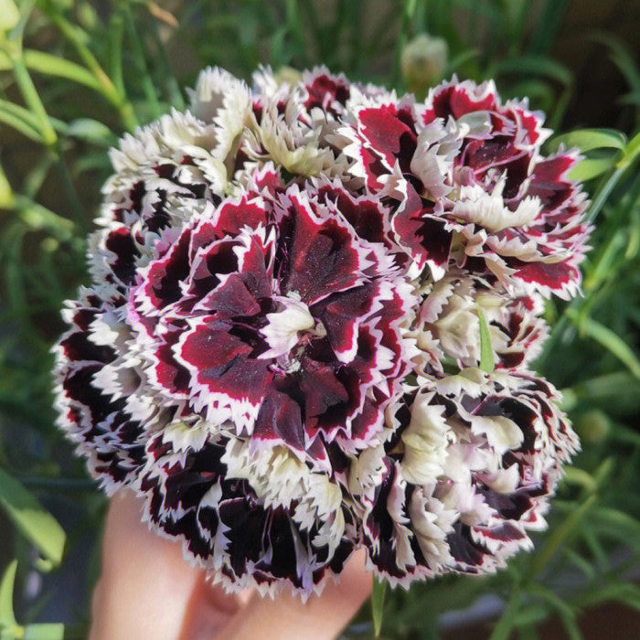 Non-GMO Black Carnation seeds
