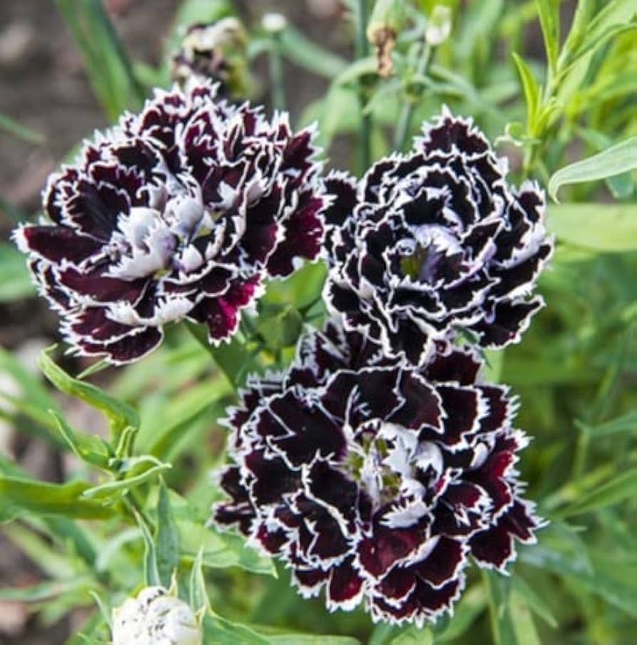 Ornamental Black Carnation plant