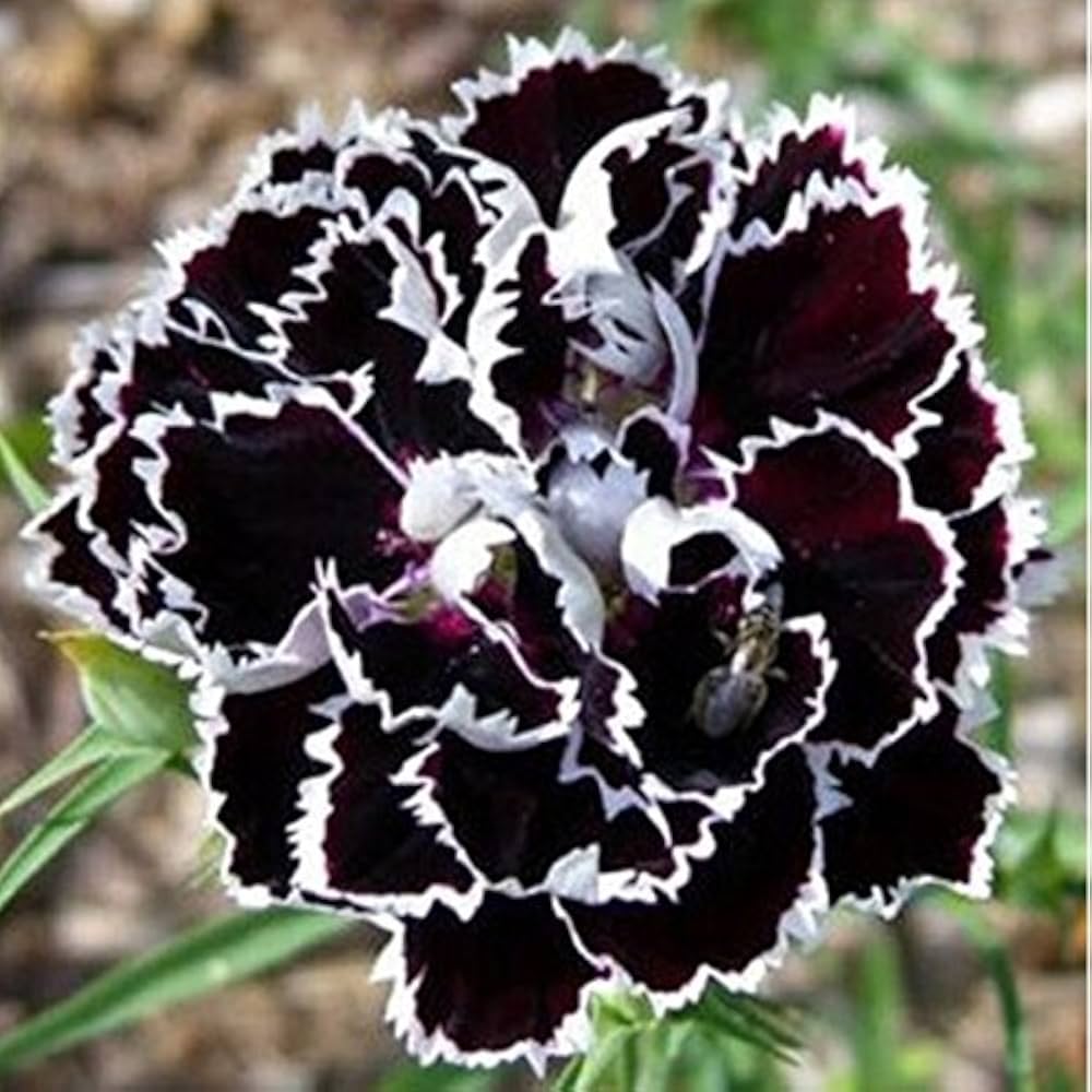 Black Carnation flower seeds for planting