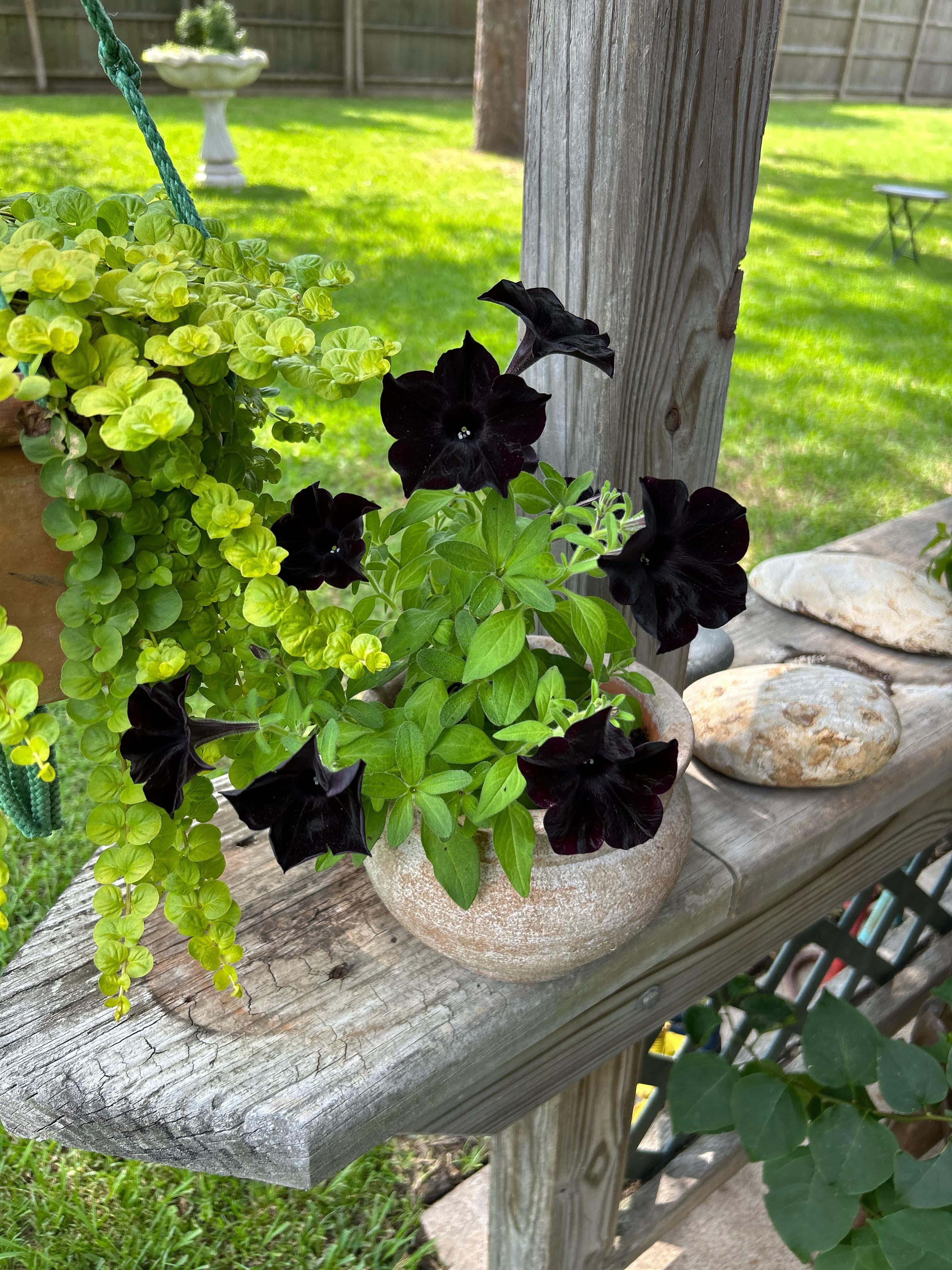 Black Cat Petunia in hanging basket