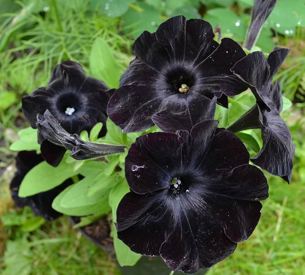 Non GMO Black Cat Petunia seeds