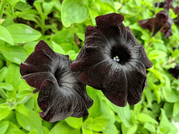 Ornamental Black Cat Petunia flowering plant