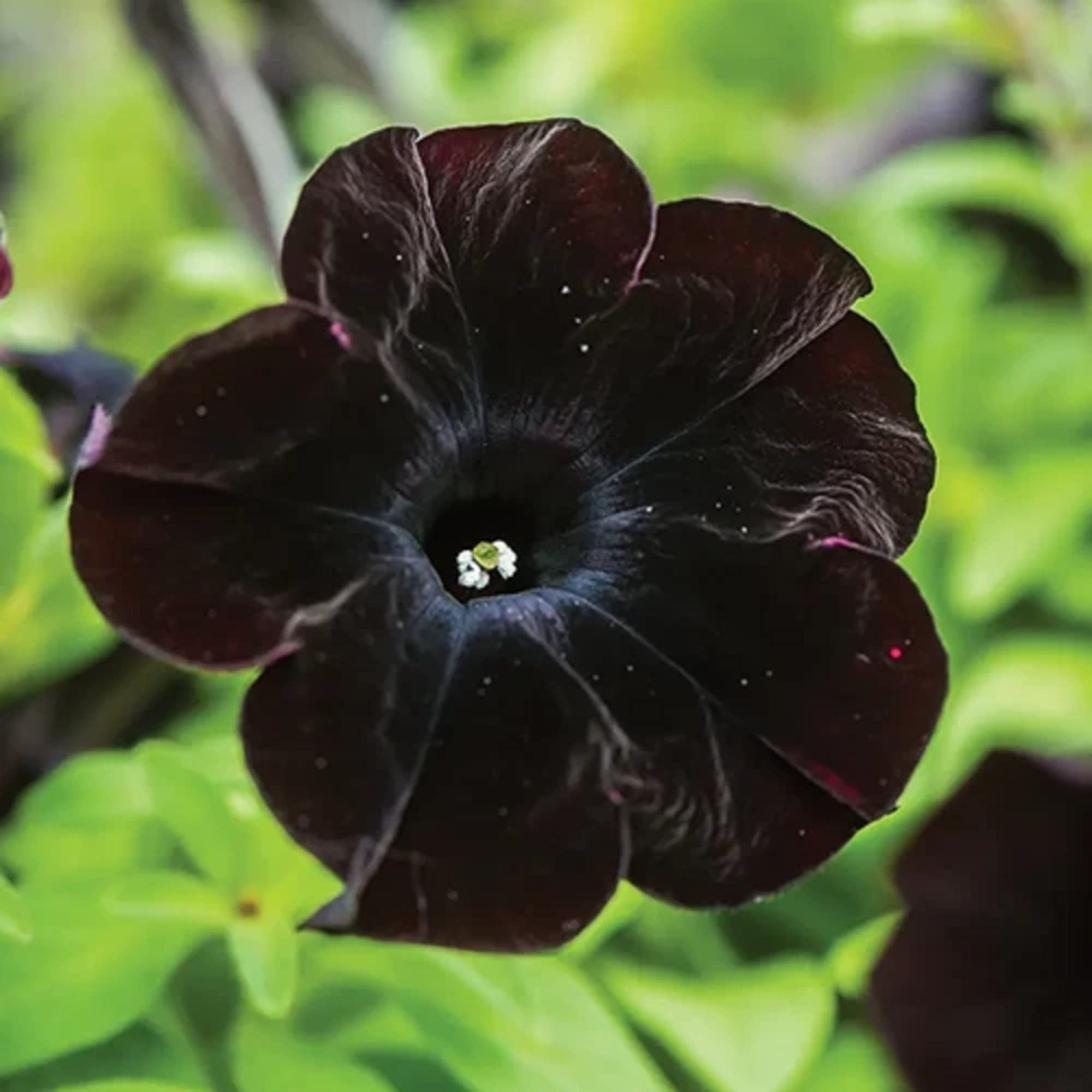 Black Cat Petunia seeds for planting