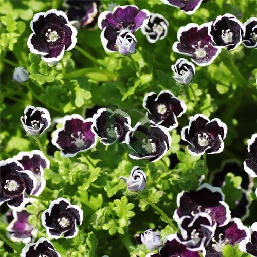 Black Menziesii flower seeds for planting