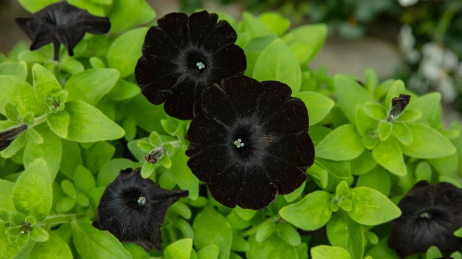 Black petunia in hanging baskets