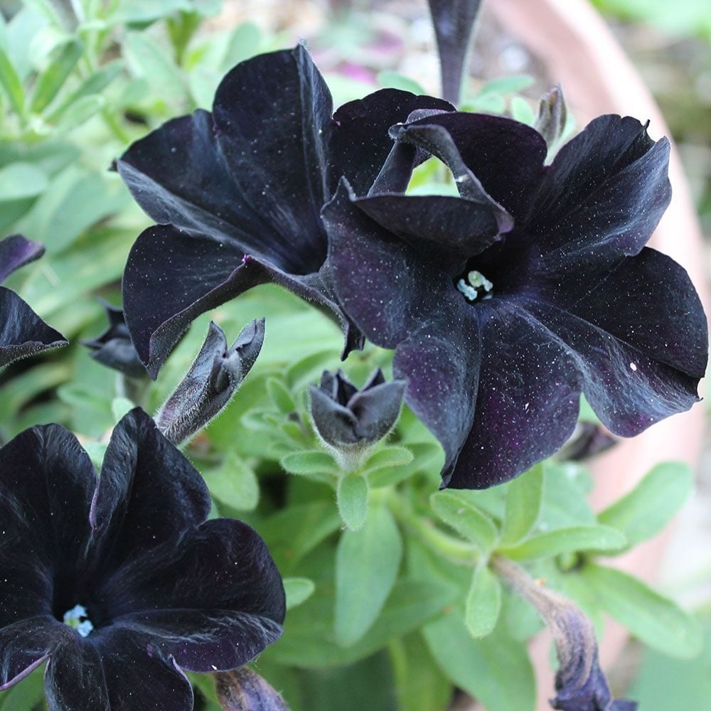 High germination Black petunia seeds