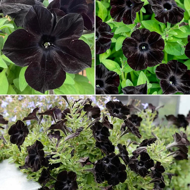 Non GMO Black petunia seeds