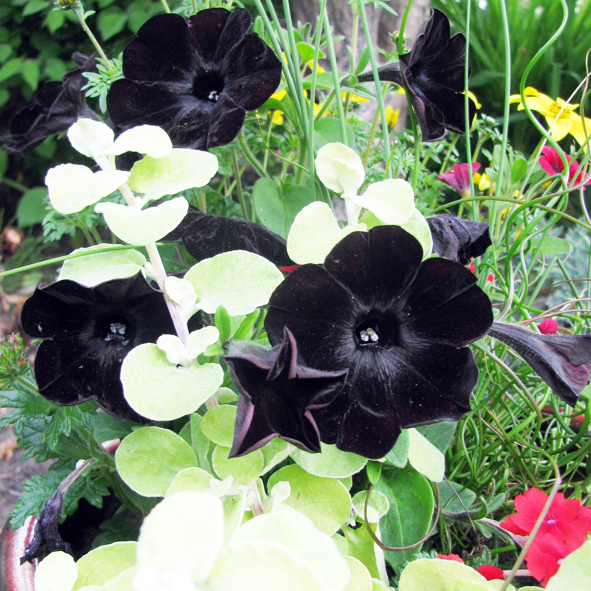 Ornamental Black petunia flowering plant