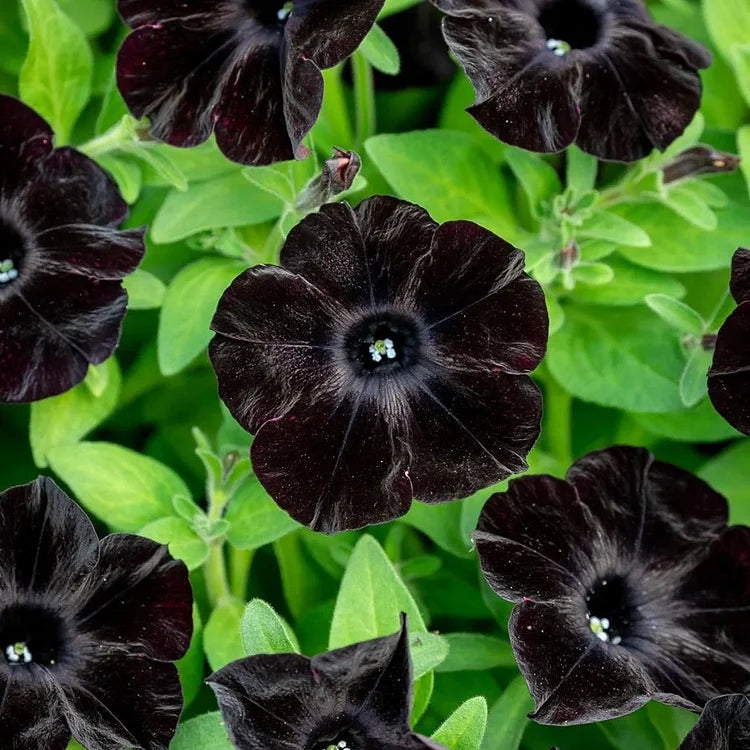 Black petunia flower seeds for planting