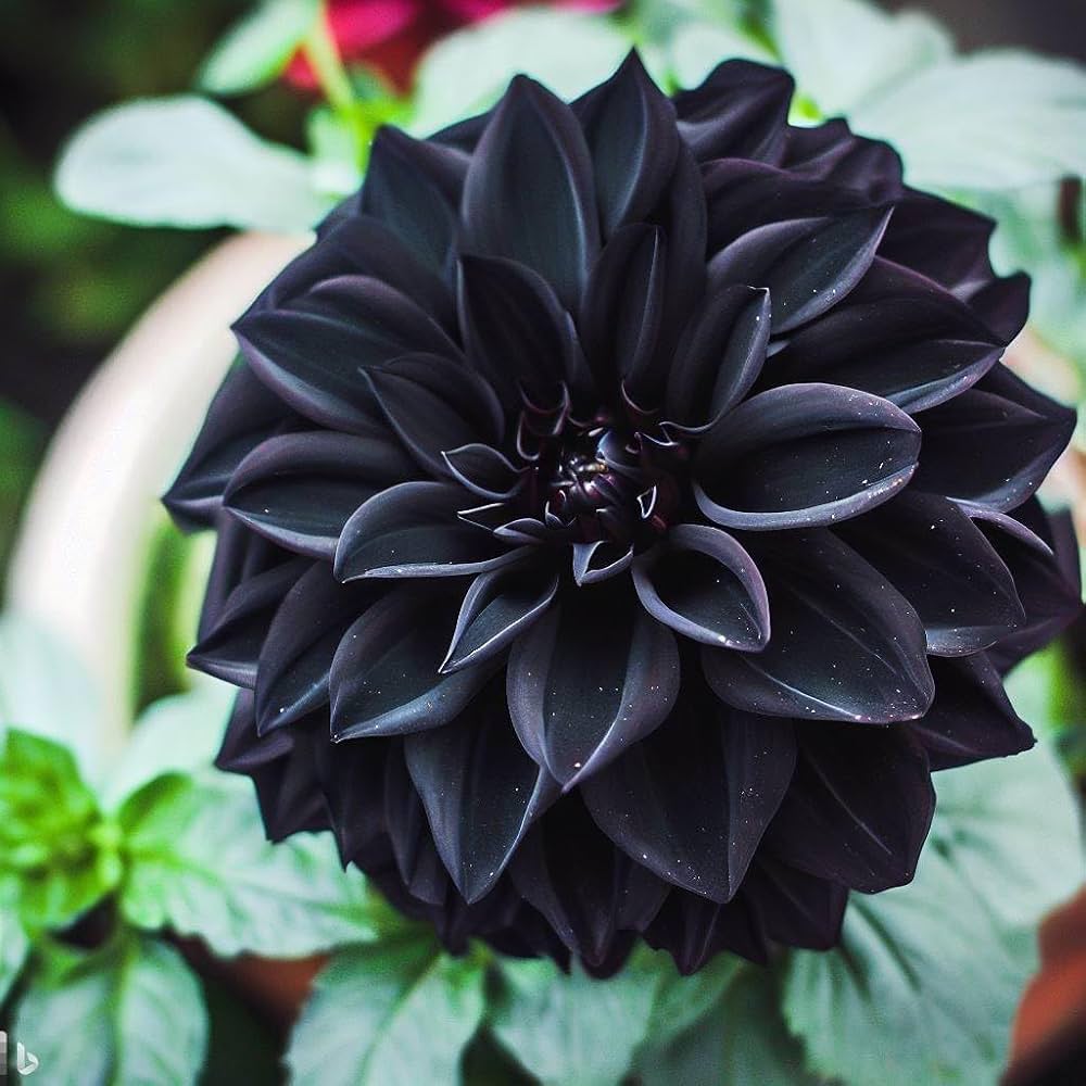 Black Pompon Dahlia flower seeds for planting