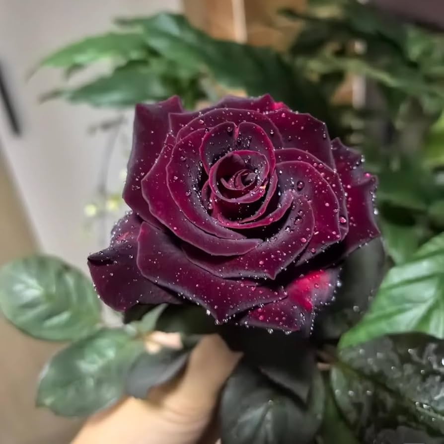 Black Red Rose flower in indoor pots