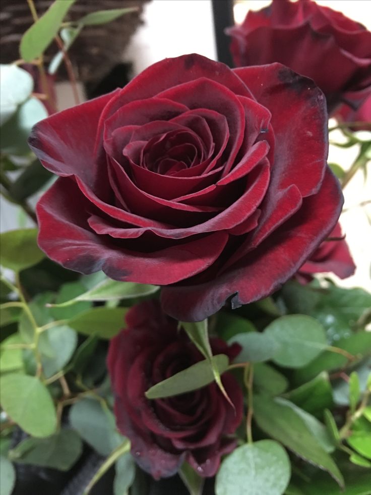 Non GMO Black Red Rose seeds