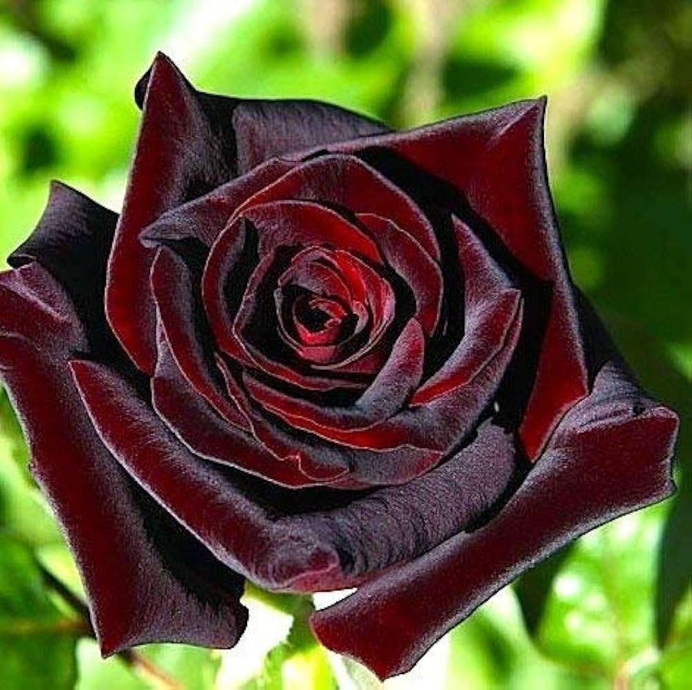 Ornamental Black Red Rose plant for gardens