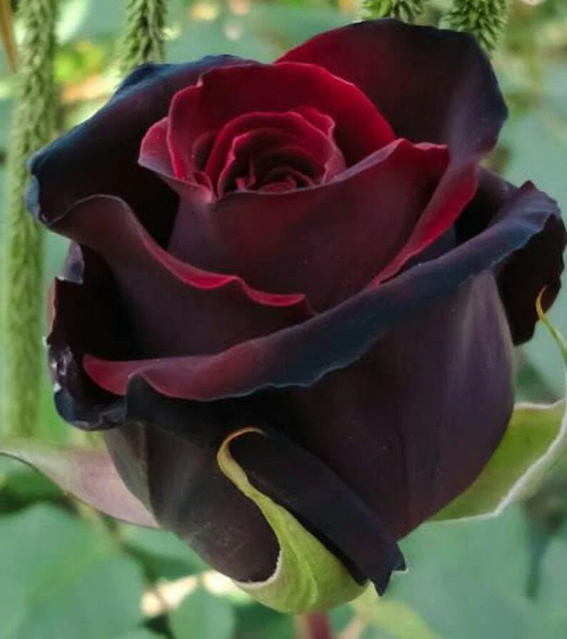 Black Red Rose flower seeds for planting
