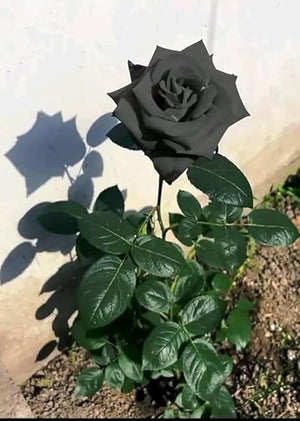 Black Rose Seeds – Rare Dark Romantic Garden Blooms