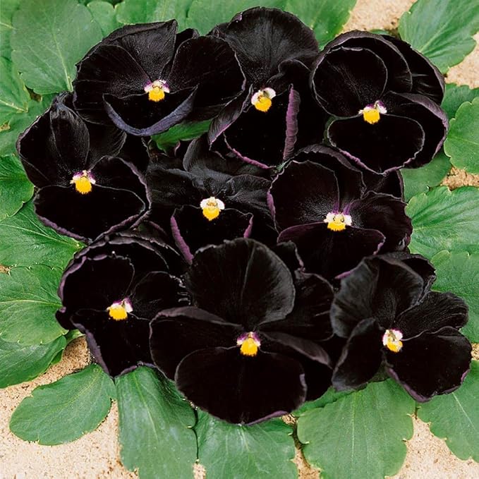 Black Viola flowers blooming in garden