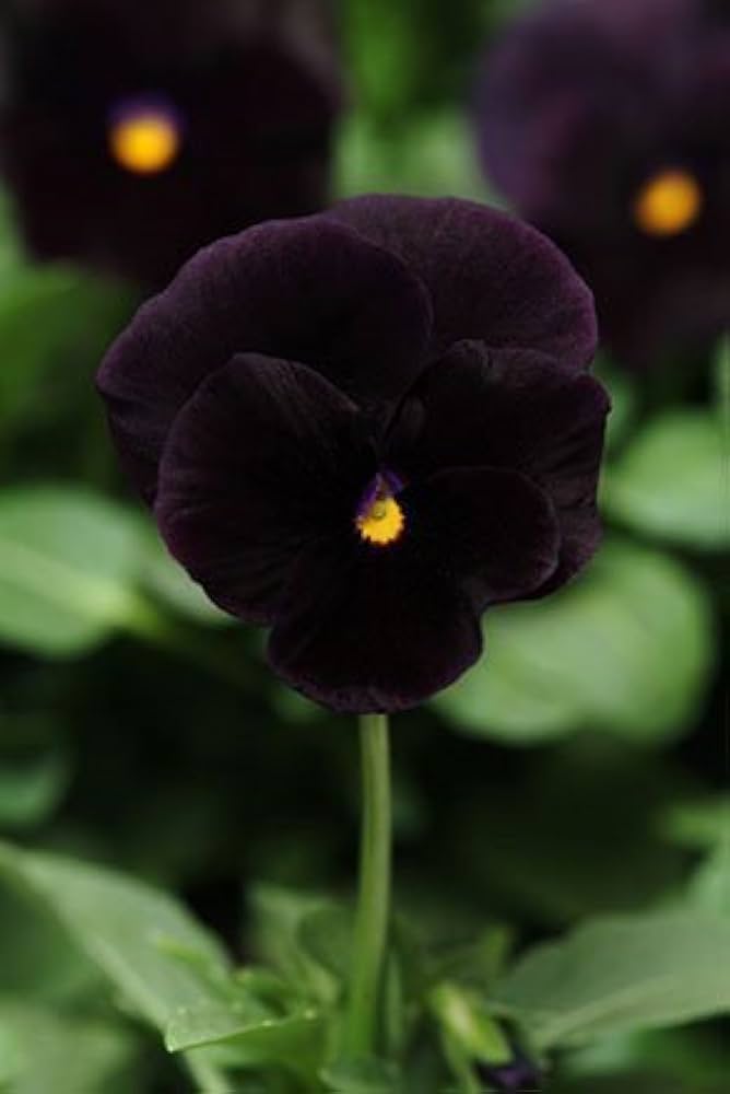 Non GMO Black Viola flower seeds