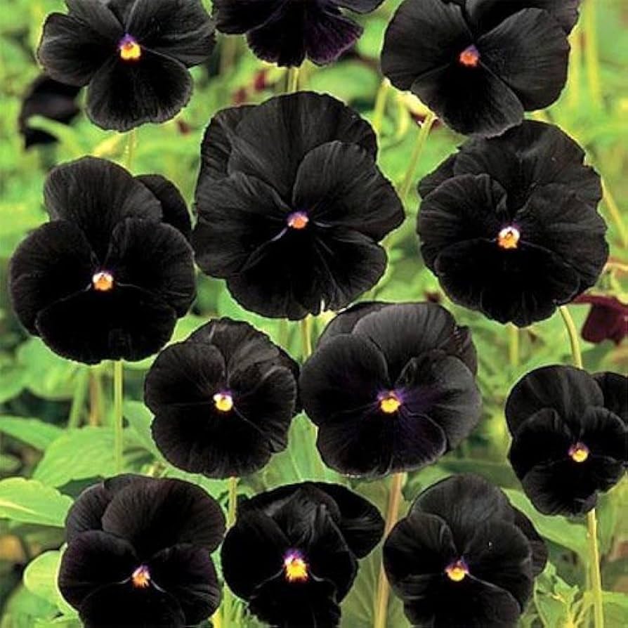 Ornamental Black Viola seeds for gardens