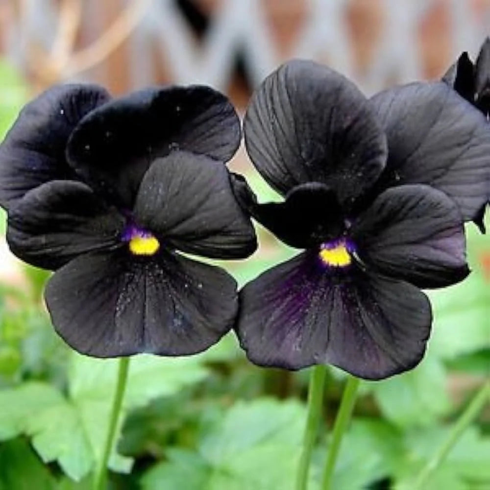 Black Viola seeds for planting