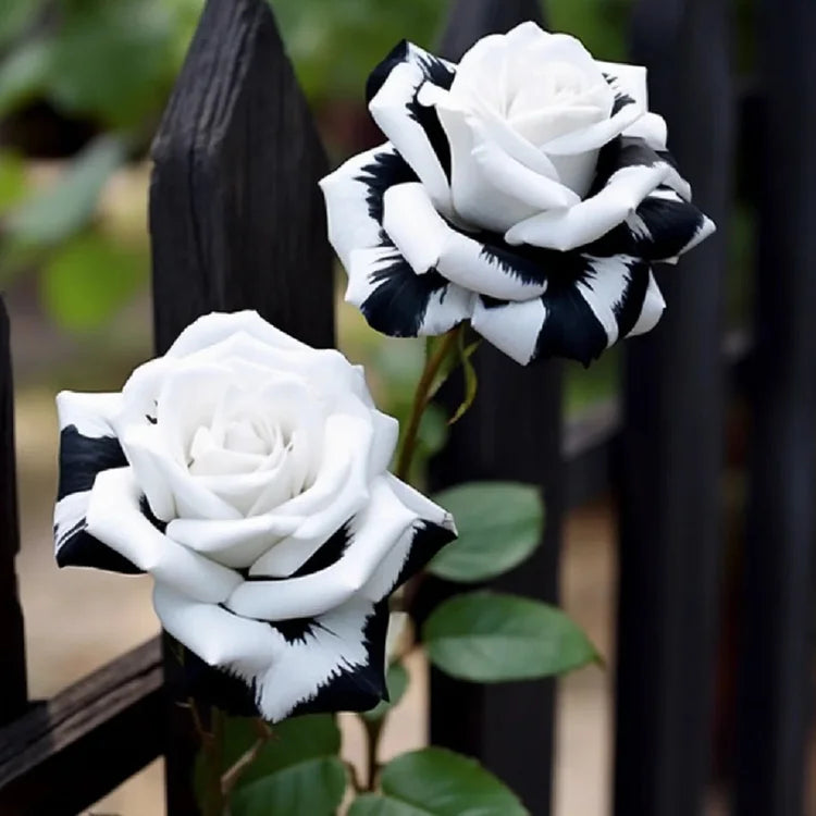 Black and White Rose used as cut flower