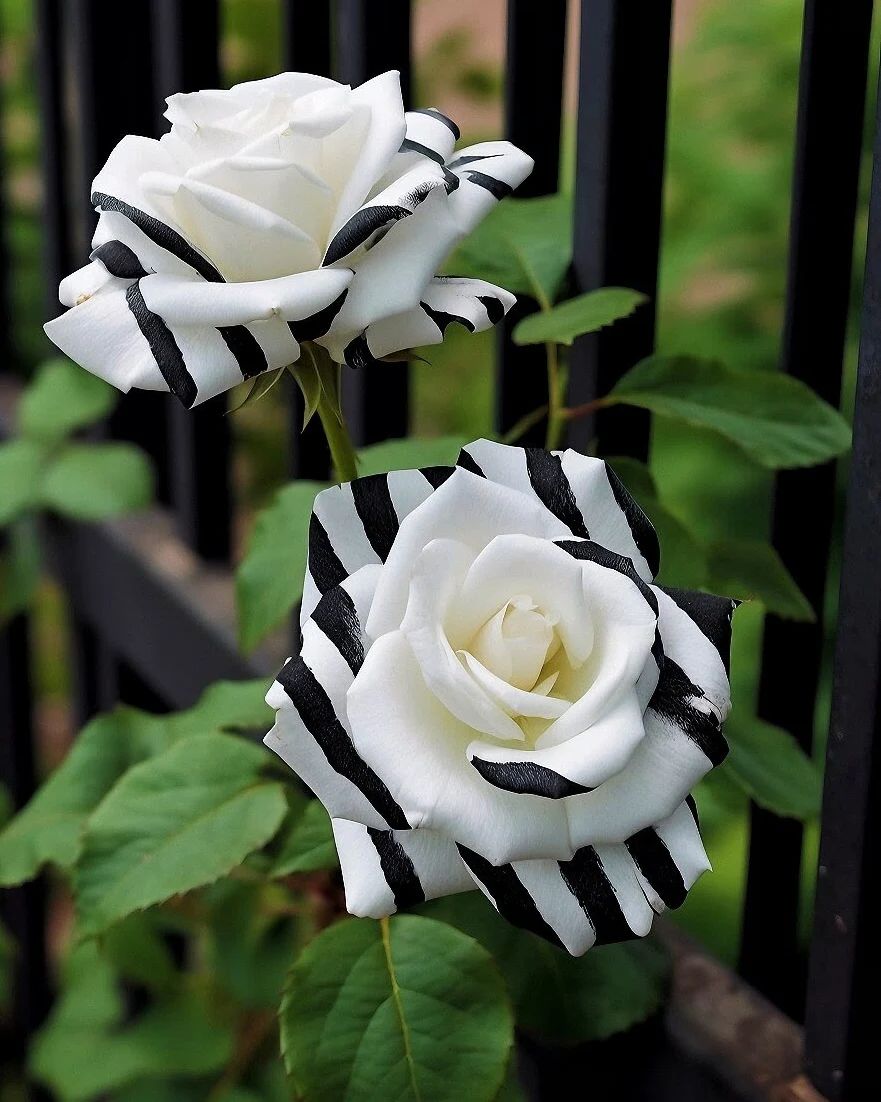 Non GMO Black and White Rose seeds