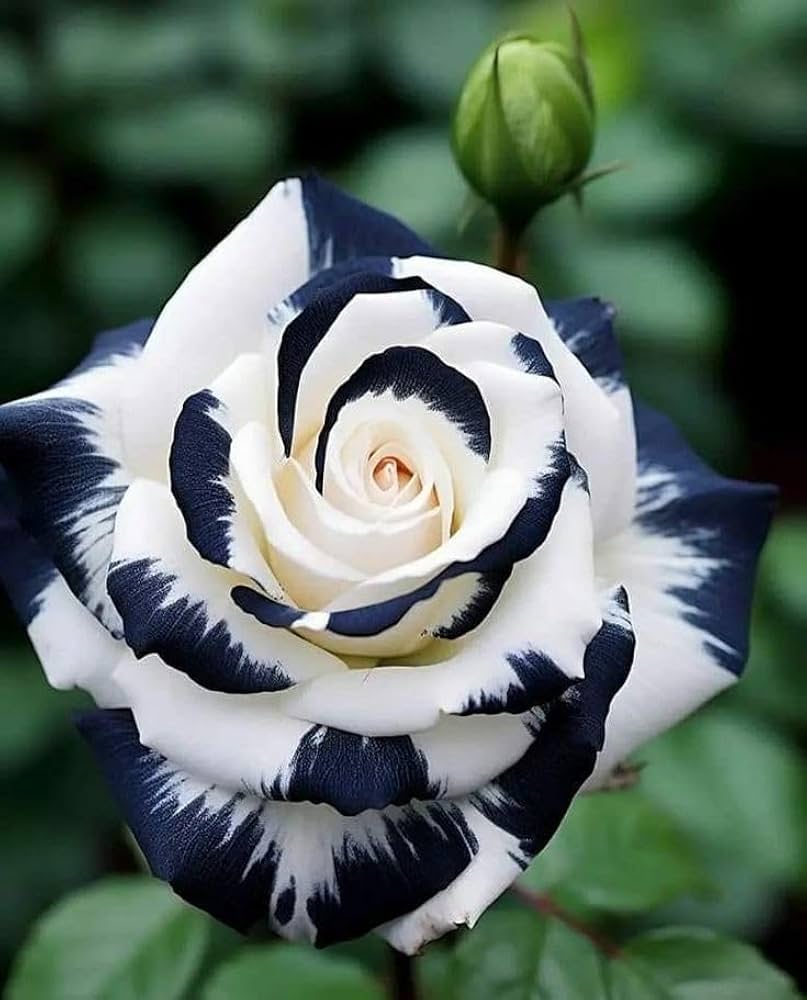 Ornamental Black and White Rose flowering plant
