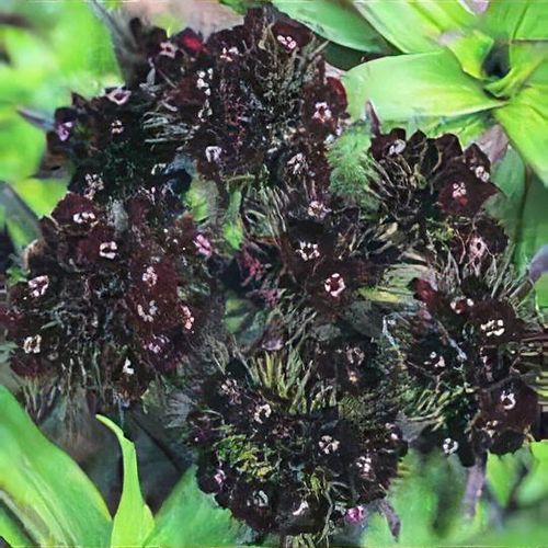 Black William flower seeds for planting