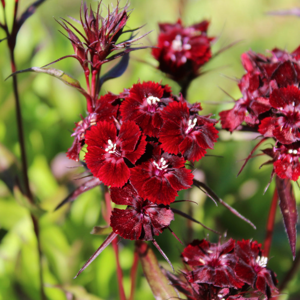Ornamental Black William flowering plant