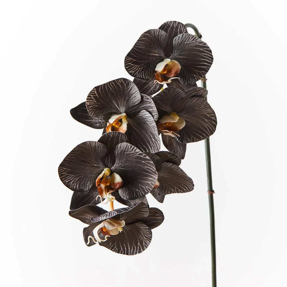 Black (Black Phalaenopsis) seeds for planting in home garden