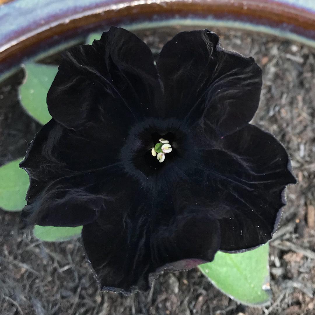 Ornamental Black Velvet seeds for landscapes