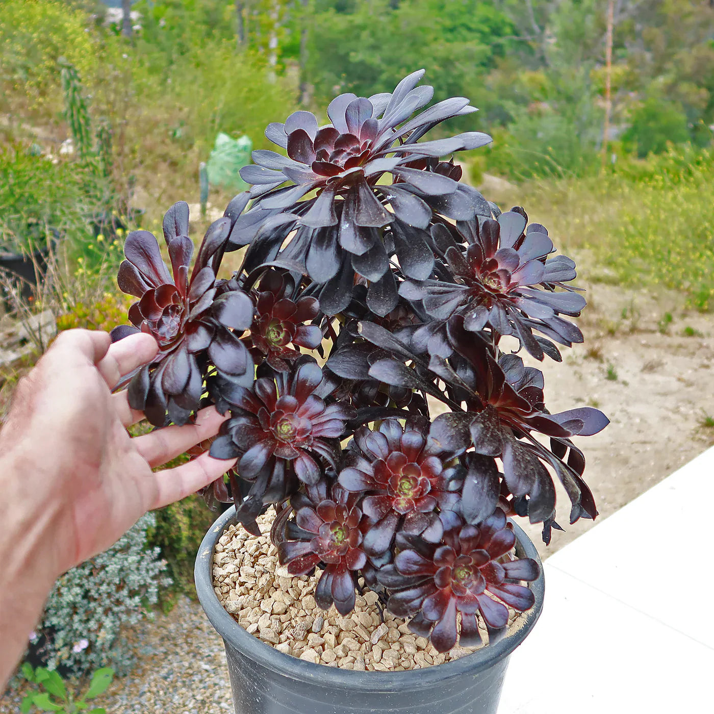 Zwartkop’ Plant Guide For Successful Planting And Growth - Seed Thriving Foliage In Your Garden