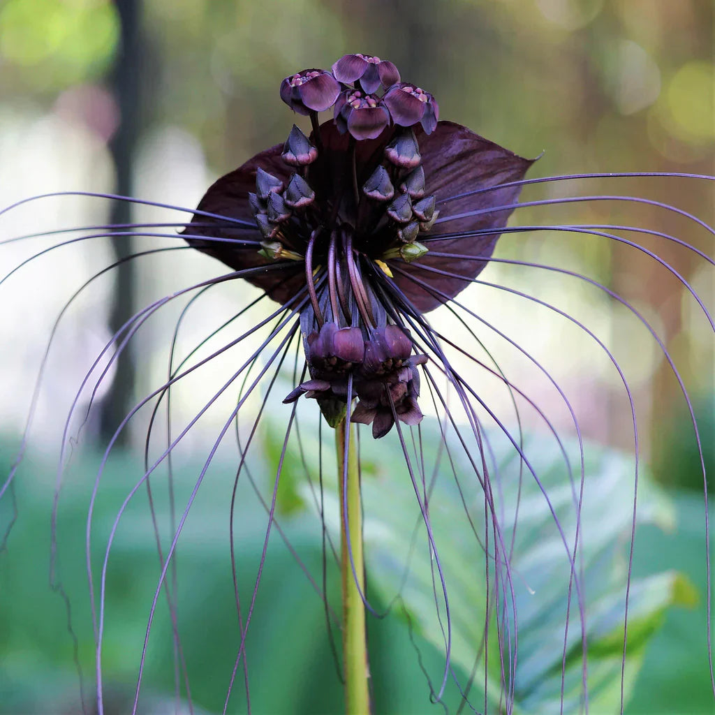 Black Tacca Chanteri Seeds - Exotic Planting