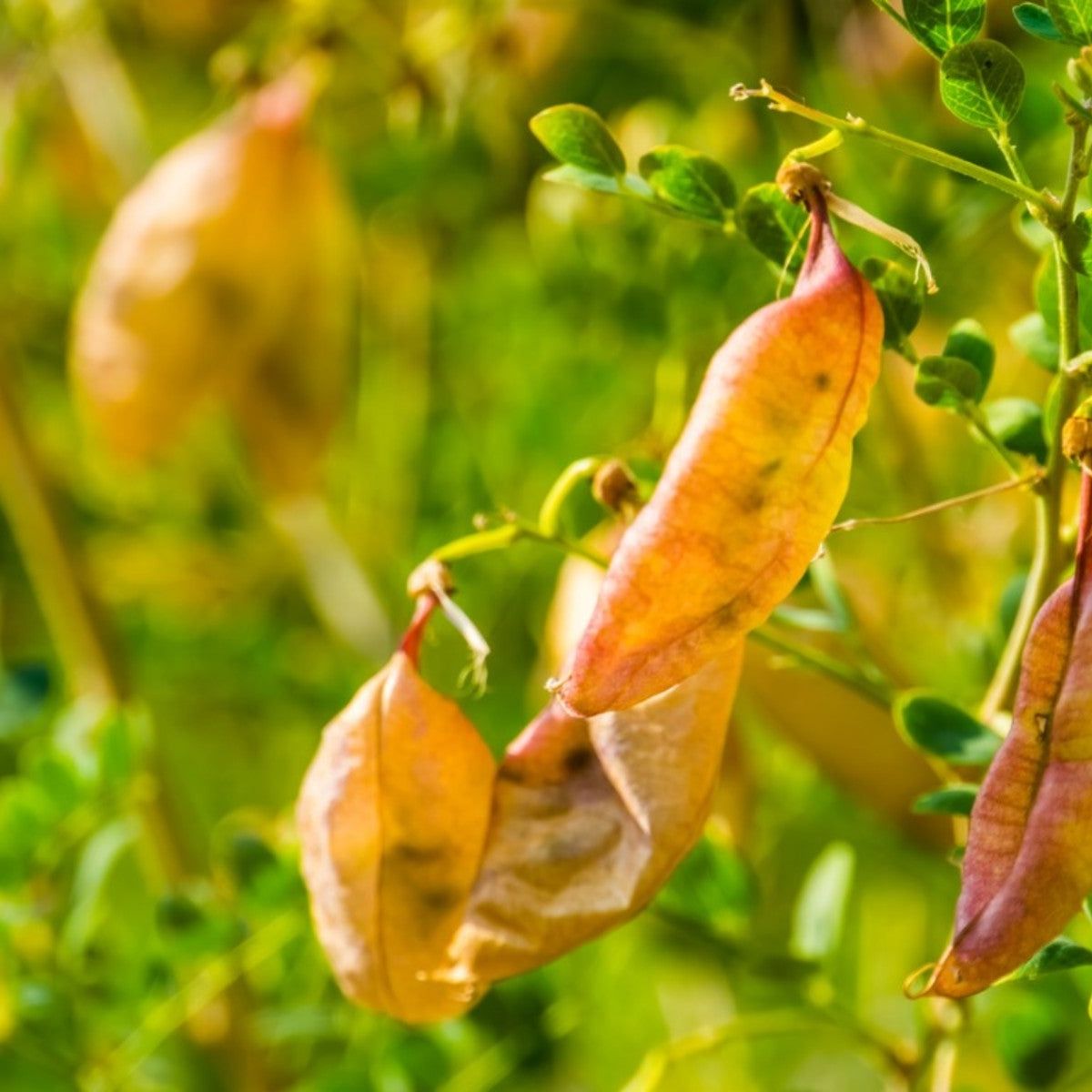Non-GMO Bladder Senna Bush Plants
