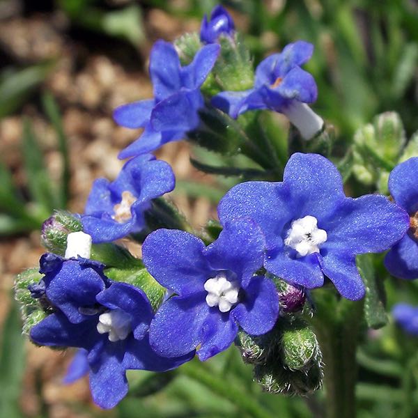 Blue Anchusa flowers used in arrangements