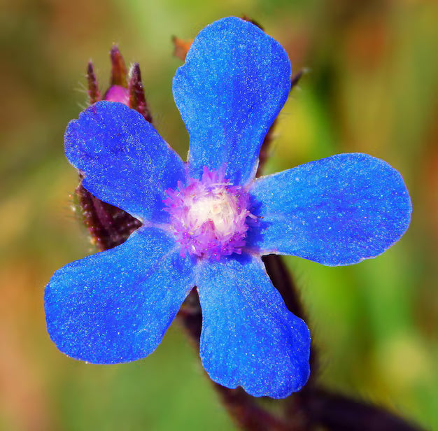 Blue Anchusa flower seeds for planting