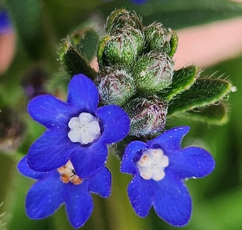 High germination Blue Anchusa seeds