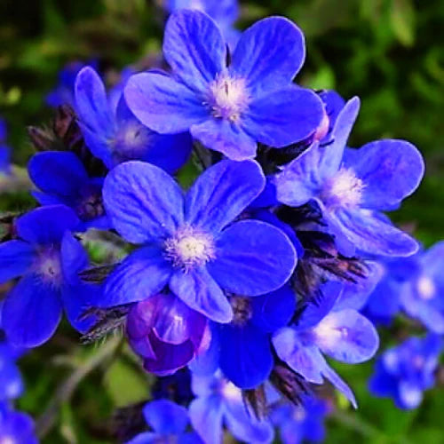 Non-GMO Blue Anchusa seeds