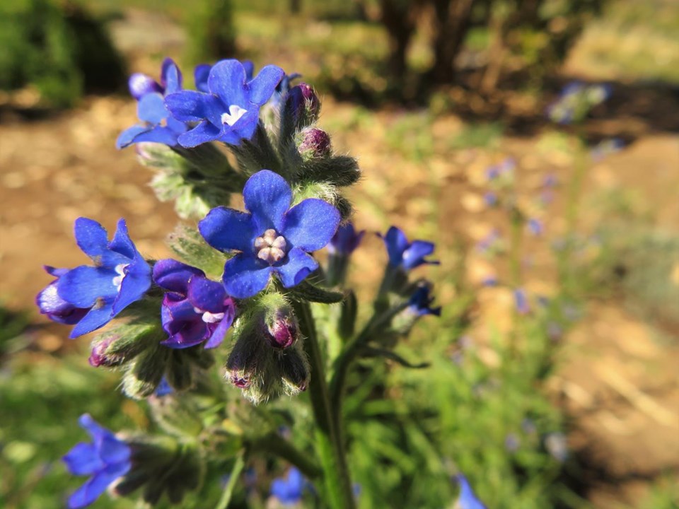 Ornamental Blue Anchusa flowering plant