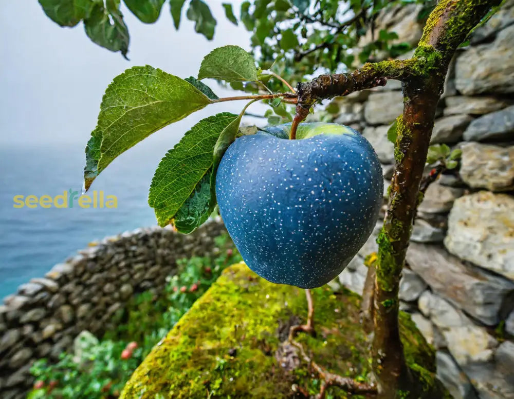 Apple Seeds - Blue Apple Fruit Seeds Planting Guide for Success