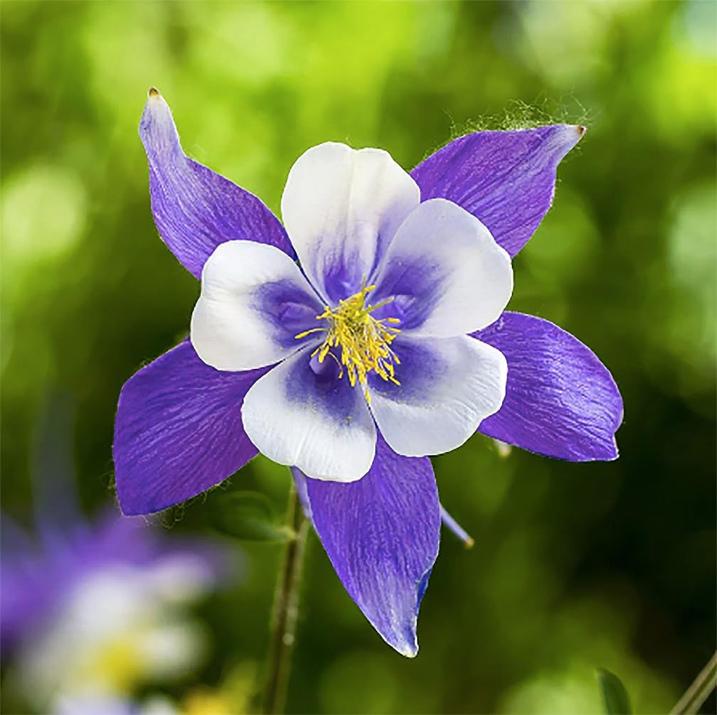 Non GMO Blue Aquilegia seeds