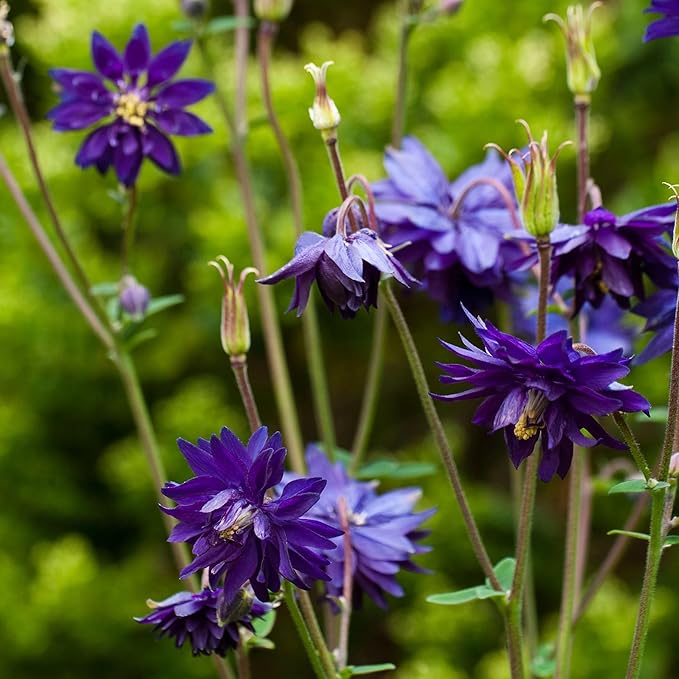 Ornamental Blue Aquilegia flowering plant