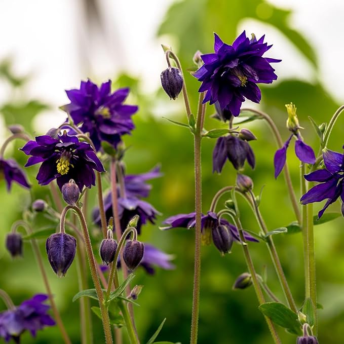 Blue Aquilegia in woodland garden